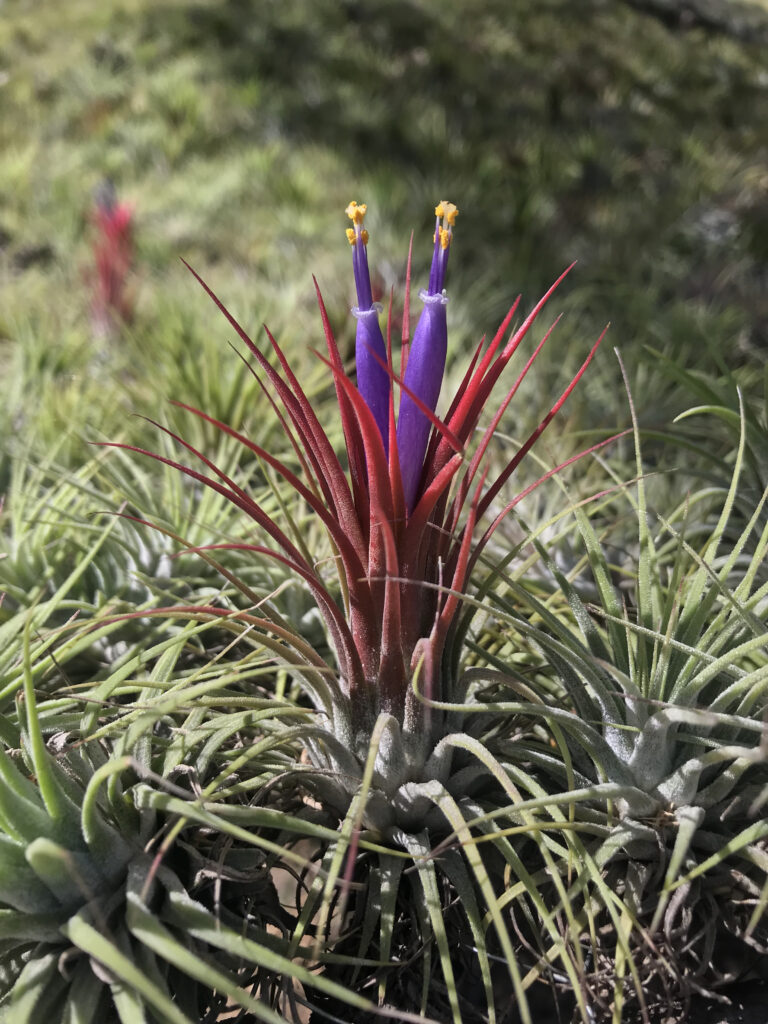 IONANTHA RUBRA BLOOM