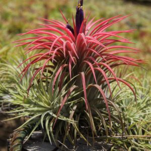 IONANTHA RUBRA BLOOM