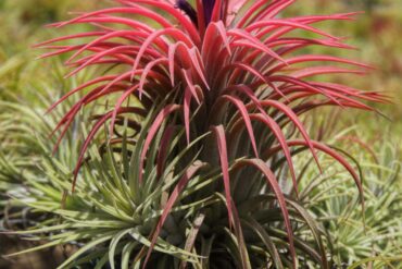 IONANTHA RUBRA BLOOM