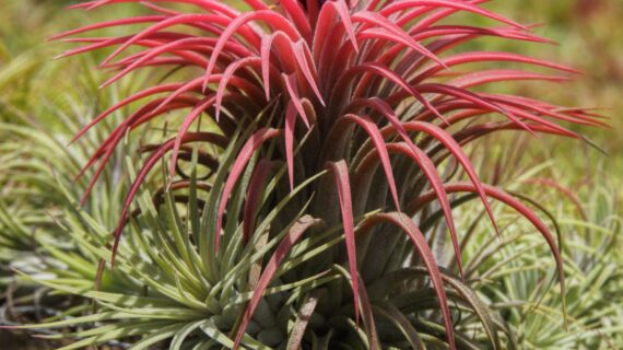 IONANTHA RUBRA BLOOM