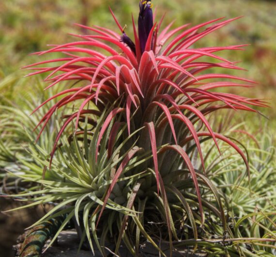 IONANTHA RUBRA BLOOM