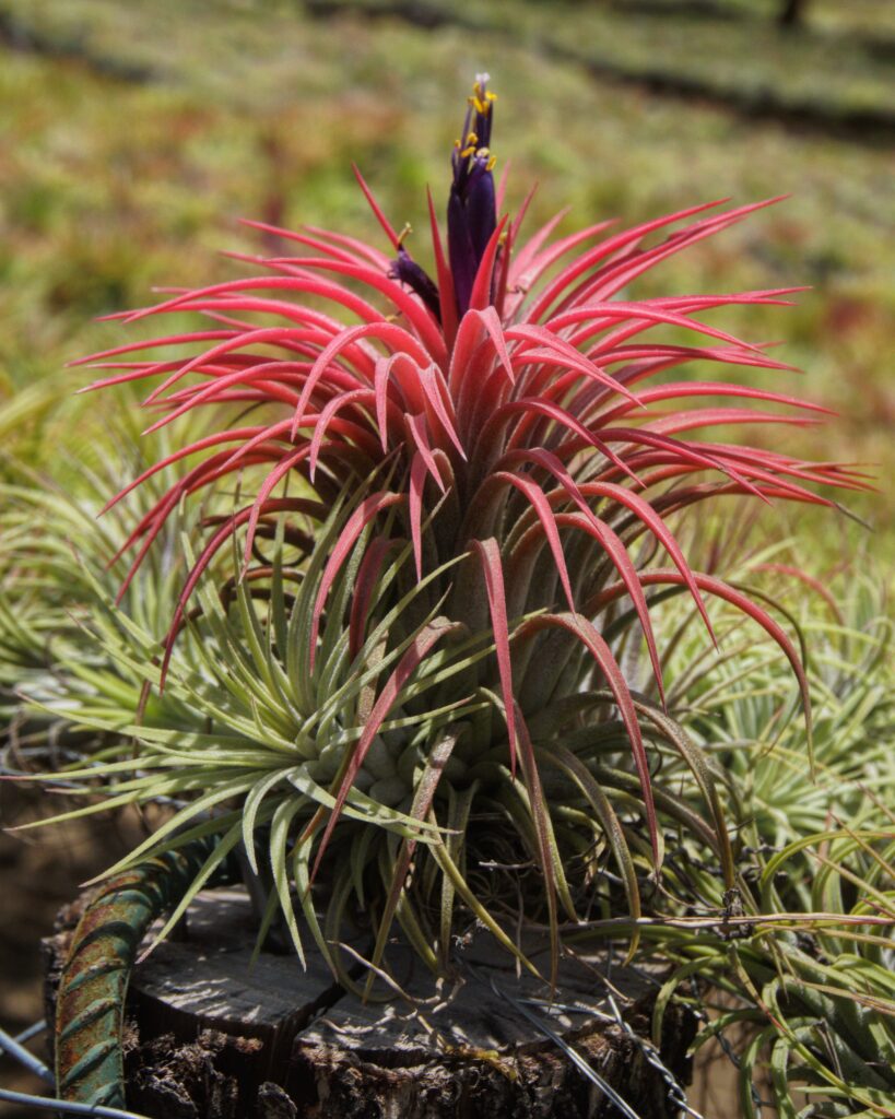 IONANTHA RUBRA BLOOM