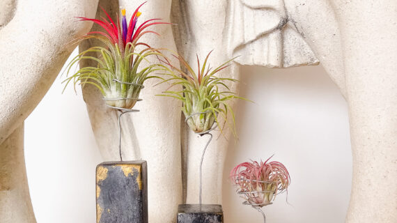 Air plants displayed in modern black and gray stone holders in front of a classical sculpture backdrop.