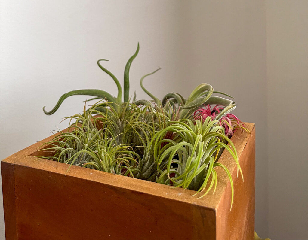 Tillandsia plants arranged in a wooden square container near a light gray wall.