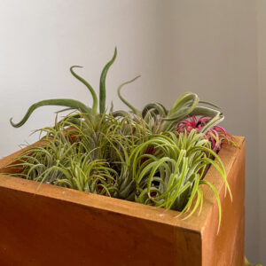 Tillandsia plants arranged in a wooden square container near a light gray wall.