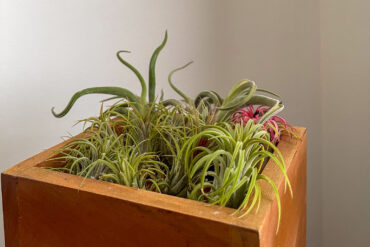 Tillandsia plants arranged in a wooden square container near a light gray wall.