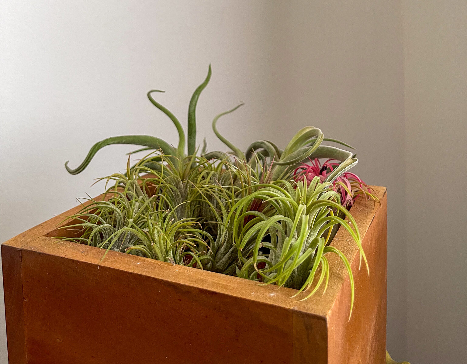 Tillandsia plants arranged in a wooden square container near a light gray wall.