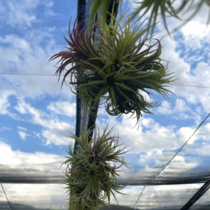 Ionantha Clumps