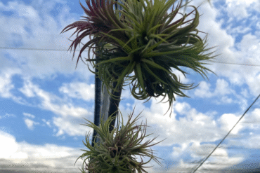 Ionantha Clumps