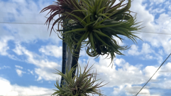 Ionantha Clumps