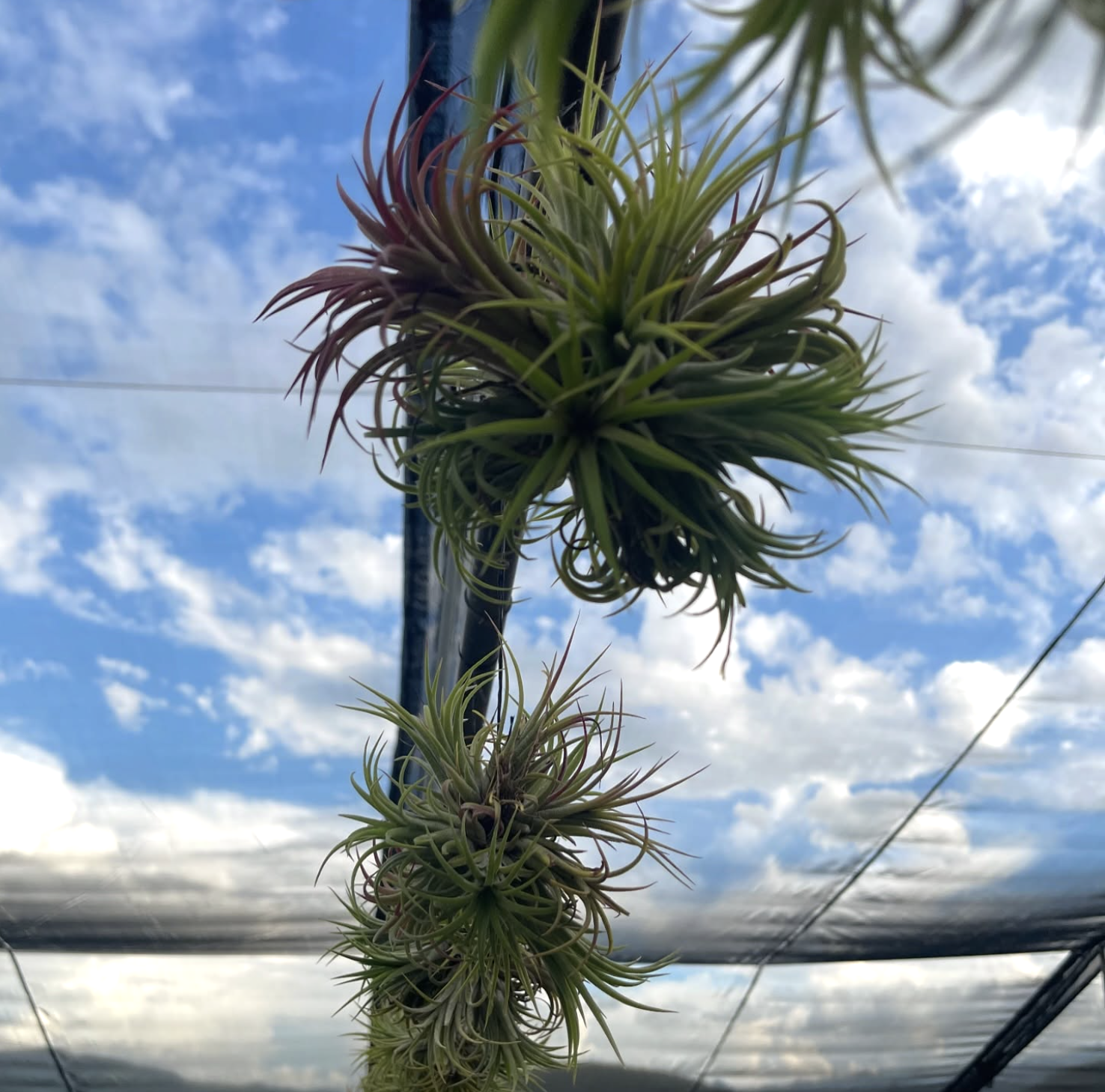 Ionantha Clumps