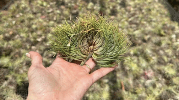IONANTHA CLUMP